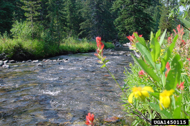 rivers and streams,    (Freshwater biomes: Miscellaneous Rivers and Streams) - 1450115