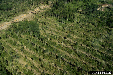 mechanical strip thinning on boreal mixed species (  ) - 1450116