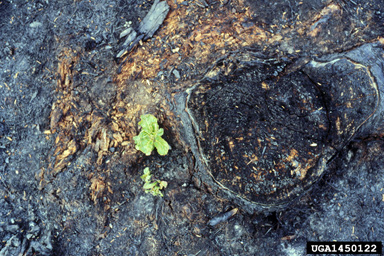 fire on boreal mixed species (  ) - 1450122