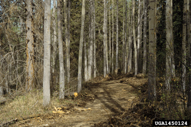 fire on boreal mixed species (  ) - 1450124