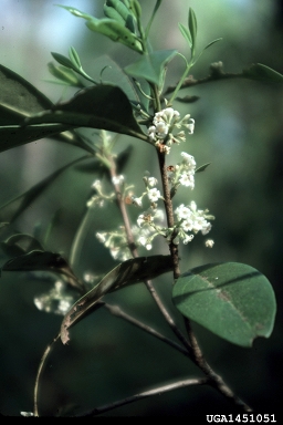 devilwood, Osmanthus americanus  (Scrophulariales: Oleaceae) - 1451051