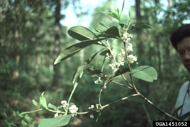 devilwood, Osmanthus americanus  (Scrophulariales: Oleaceae) - 1451052