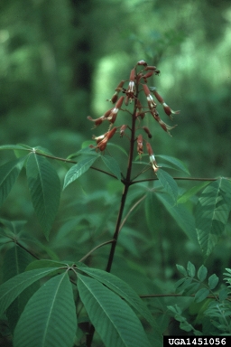 red buckeye, Aesculus pavia  (Sapindales: Hippocastanaceae) - 1451056