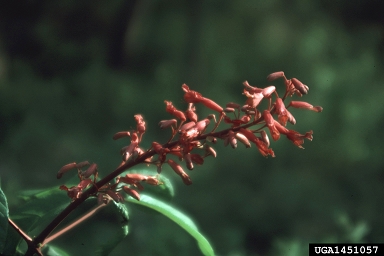 red buckeye, Aesculus pavia  (Sapindales: Hippocastanaceae) - 1451057
