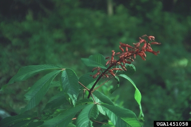 red buckeye, Aesculus pavia  (Sapindales: Hippocastanaceae) - 1451058