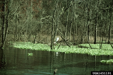 waterlettuce, Pistia stratiotes  (Arales: Araceae) - 1451191