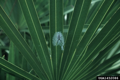 saw palmetto, Serenoa repens  (Arecales: Arecaceae) - 1452086