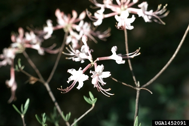 mountain azalea, Rhododendron canescens  (Ericales: Ericaceae) - 1452091