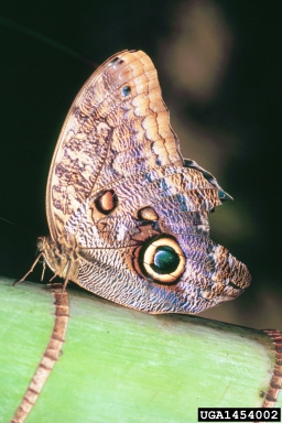 owl butterfly, Caligo telamonius memnon (Lepidoptera: Nymphalidae) - 1454002