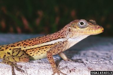anole, Anolis spp.  (Squamata: Polychrotidae) - 1454013