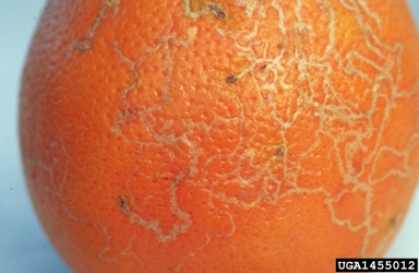 citrus peelminer (Marmara salictella ) on orange (Citrus x sinensis ) - 1455012