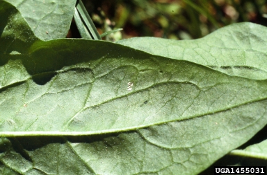 spinach leafminer (Pegomya hyoscyami ) on spinach (Spinacia oleracea ) - 1455031