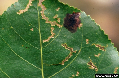 poplar blackmine beetle (Zeugophora scutellaris ) on aspen/poplar (Populus spp. ) - 1455040