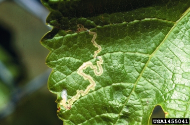 leaf blotch miner moths (Phyllocnistis spp. ) on grape (Vitis spp. ) - 1455041