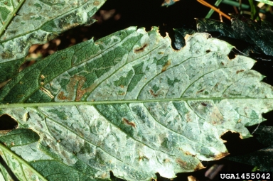 leaf blotch miner moths (Phyllocnistis spp. ) on Virginia-creeper (Parthenocissus quinquefolia ) - 1455042