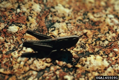 velvet-striped grasshopper, Eritettix simplex  (Orthoptera: Acrididae) - 1455091