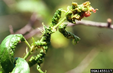 leafcurl plum aphid (Brachycaudus helichrysi ) on American plum (Prunus americana ) - 1455117