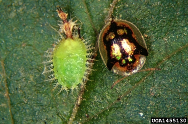 mottled tortoise beetle, Deloyala guttata  (Coleoptera: Chrysomelidae) - 1455130