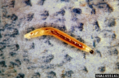 darkwinged fungus gnats,    (Diptera: Sciaridae) - 1455141