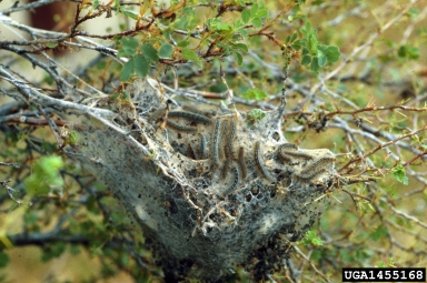 western tent caterpillar (Malacosoma californicum ) on mountain mahagony (Cercocarpus spp. ) - 1455168