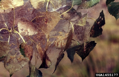 fall webworm (Hyphantria cunea ) on aspen/poplar (Populus spp. ) - 1455177