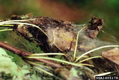 fall webworm (Hyphantria cunea ) on common chokecherry (Prunus virginiana ) - 1455178