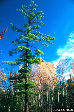 eastern white pine, Pinus strobus  (Pinales: Pinaceae) - 1457010