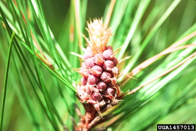 red pine, Pinus resinosa  (Pinales: Pinaceae) - 1457013