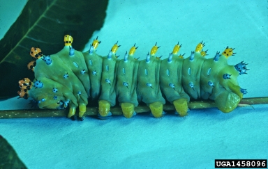 cecropia moth, Hyalophora cecropia  (Lepidoptera: Saturniidae) - 1458096
