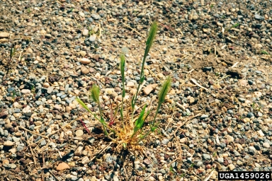 foxtail barley, Hordeum jubatum  (Cyperales: Poaceae) - 1459026