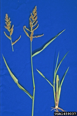 barnyardgrass, Echinochloa crus-galli  (Cyperales: Poaceae) - 1459037