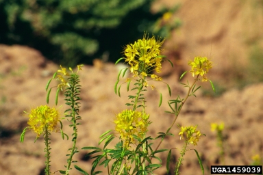 yellow spiderflower, Cleome lutea  (Capparales: Capparaceae) - 1459039
