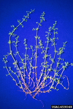 catchweed bedstraw, Galium aparine  (Rubiales: Rubiaceae) - 1459048