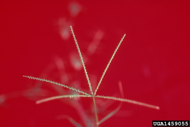 bermudagrass, Cynodon dactylon  (Cyperales: Poaceae) - 1459055