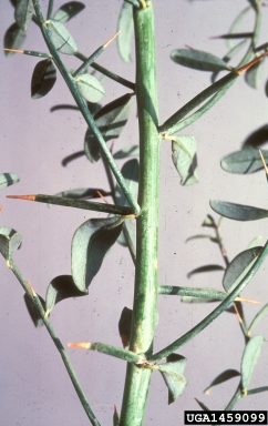 camelthorn, Alhagi maurorum  (Fabales: Fabaceae (Leguminosae)) - 1459099