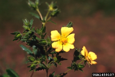 sulfur cinquefoil, Potentilla recta  (Rosales: Rosaceae) - 1459107