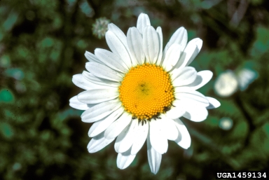 oxeye daisy, Leucanthemum vulgare  (Asterales: Asteraceae) - 1459134
