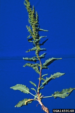 curly dock, Rumex crispus  (Polygonales: Polygonaceae) - 1459148