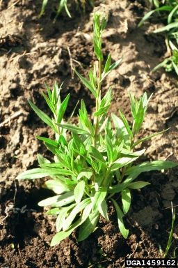 smallseed falseflax, Camelina microcarpa  (Capparales: Brassicaceae) - 1459162