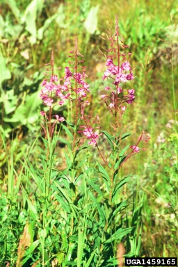 fireweed, Chamerion angustifolium  (Myrtales: Onagraceae) - 1459165