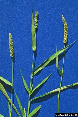 bristly foxtail, Setaria verticillata  (Cyperales: Poaceae) - 1459170