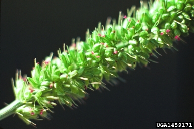 bristly foxtail, Setaria verticillata  (Cyperales: Poaceae) - 1459171