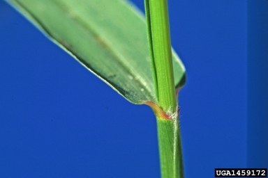 bristly foxtail, Setaria verticillata  (Cyperales: Poaceae) - 1459172