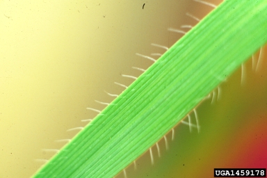 jointed goatgrass, Aegilops cylindrica  (Cyperales: Poaceae) - 1459178