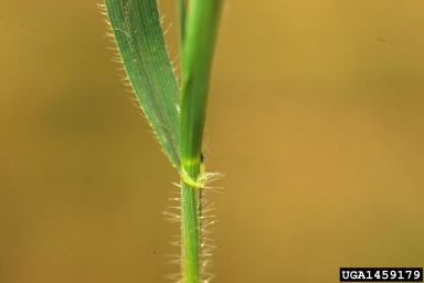 jointed goatgrass, Aegilops cylindrica  (Cyperales: Poaceae) - 1459179