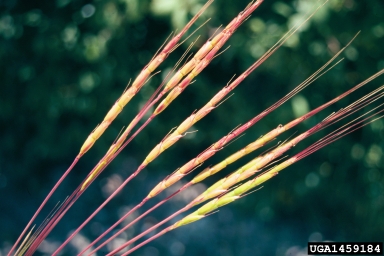 jointed goatgrass, Aegilops cylindrica  (Cyperales: Poaceae) - 1459184