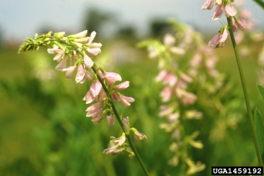goatsrue, Galega officinalis  (Fabales: Fabaceae (Leguminosae)) - 1459192