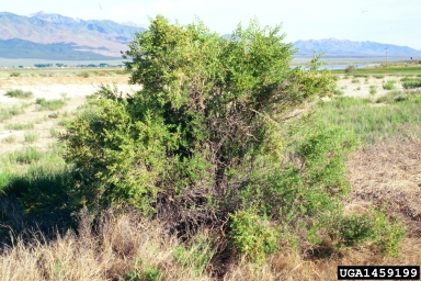 greasewood, Sarcobatus vermiculatus  (Caryophyllales: Chenopodiaceae) - 1459199