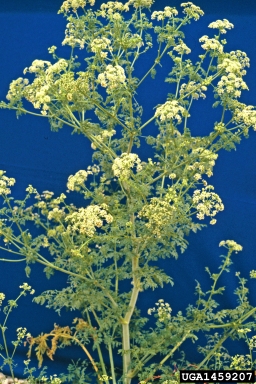 poison-hemlock, Conium maculatum  (Apiales: Apiaceae) - 1459207