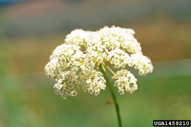 spotted waterhemlock, Cicuta maculata  (Apiales: Apiaceae) - 1459210